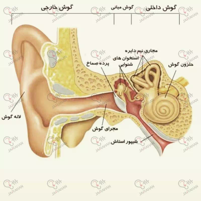 آناتومی گوش انسان